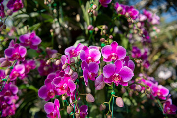 Beautiful orchid flowers in a garden, creating a serene and colorful wallpaper