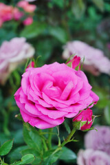 Pink rose flower blossom, Flower blooming close up shot