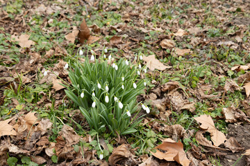 A cluster of snowdrops in the forest.
