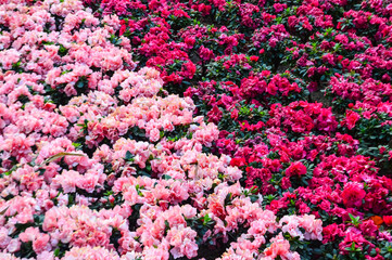 Beautiful Flower  in Chiang Mai Flower Festival, Chiangmai Northern Thailand.