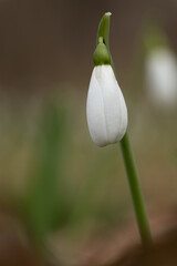 Obraz premium Macro shot of a snowdrop with a blurred background.