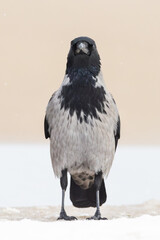 Hooded Crow Corvus cornix on winter beach on Insel Usedom, germany