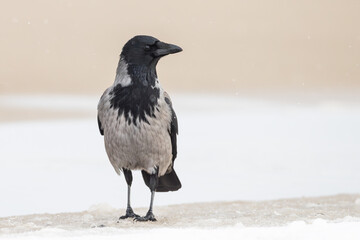 Hooded Crow Corvus cornix on winter beach on Insel Usedom, germany