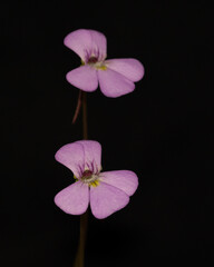 Flor de planta carnívora pinguicula