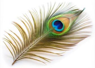 Obraz premium Single Peacock Feather Animal On White Background