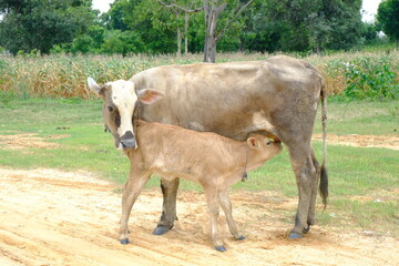 Majestic Mother Cow Nursing Her Calf in Lush Pasture Landscape
