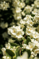 close-up of densely blooming jasmine. A close up of a flower