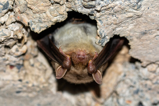 Murci&eacute;lago ratonero grande (Myotis myotis)