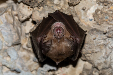Murciélago de herradura grande (Rhinolophus ferrumequinum)