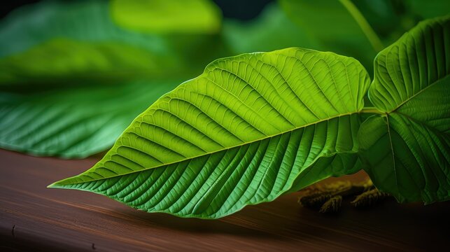 mitrogyna kratom leaf