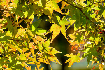 秋の日差しに映える紅葉の葉