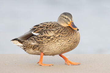 wild female Mallard Anas platyrhynchos on winter beach on Insel Usedom, Germany