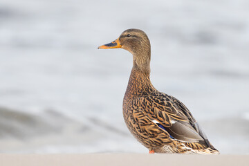 wild female Mallard Anas platyrhynchos on winter beach on Insel Usedom, Germany