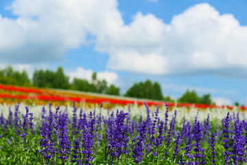 Fototapeta premium 夏。美瑛の丘。北海道、日本。7月下旬。