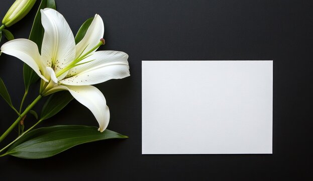 White lily and blank card on black background.