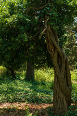 a huge tree trunk in a green park or forest.