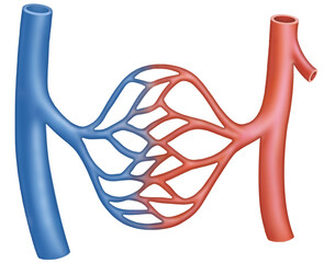 Diagram of the capillaries, they are the smallest and thinnest blood vessels, connecting arteries and veins. They allow the exchange of oxygen, nutrients, and waste from the blood.