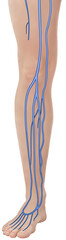 Realistic illustration of a leg with the main veins. These carry blood to the heart, including the superficial and deep system, with valves that prevent venous reflux.