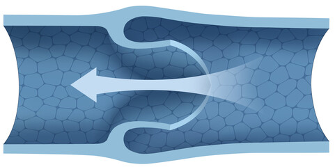 Diagram of venous valves, these are internal structures in the veins that prevent blood from flowing backward, ensuring its unidirectional flow towards the heart.