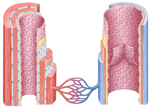 Illustration of the different layers of veins and arteries. Their structure includes endothelium, smooth muscle, and connective tissue, which are essential to the circulatory system.