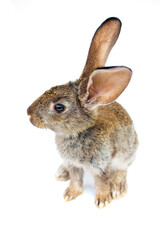 Happy New Year rabbit