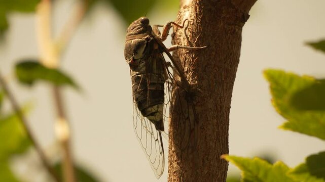 Cicada Branch Tree - Closeup of a cicada perched on a branch in a tree.