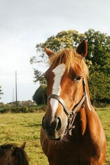 Obraz premium horse in the field