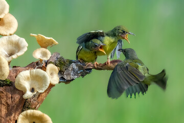 Olive-backed sun bird feeding the chicks © Riadi