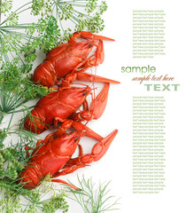 Boiled crayfish with dill
