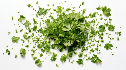 herb cilantro on white