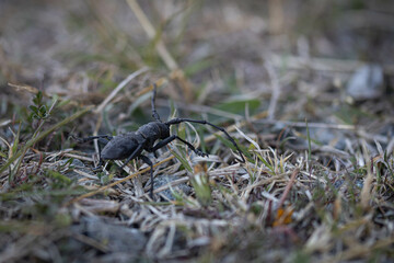 Cerambycidae alpino