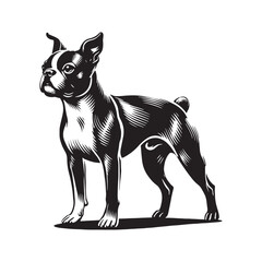 Boston Terrier silhouette created for professional digital artwork - Boston Terrier illustration - minimalist Boston Terrier vector - dog silhouette
