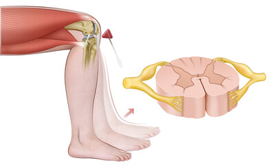 Schematic representation of the myotatic reflex is an involuntary response that maintains muscle tone and posture, activated by muscle elongation and mediated by neuromuscular spindles.