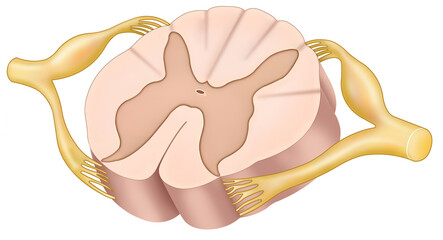 Diagram of the spinal cord, a structure that connects the brain to the body, transmitting nerve impulses, and controlling reflexes, movement, and sensitivity.