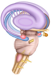 Schematic representation of the limbic system. The brain cluster is involved in emotions, memory, and behavior. including the amygdala, hippocampus, and hypothalamus.