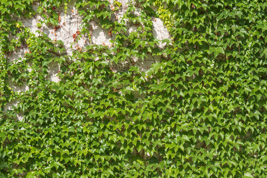 a wall in summer covered with climbing vine