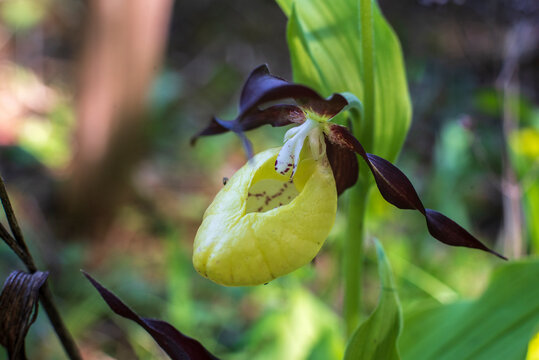 the inflorescence of a lady&acute;s slipper orchid