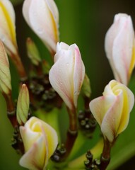 Cluster of delicate flower buds displaying soft shades of pink and white, surrounded by vibrant green leaves in a serene tropical landscape filled with natural beauty