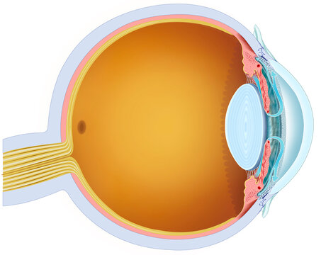Esquema del sistema de drenaje del humor acuoso del ojo. Este regula la presi&oacute;n intraocular, pasa a trav&eacute;s del trab&eacute;culo y el canal de Schlemm, evitando glaucoma.