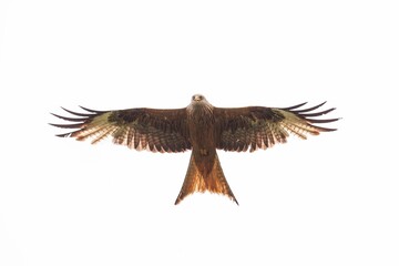 Rotmilan im Flug