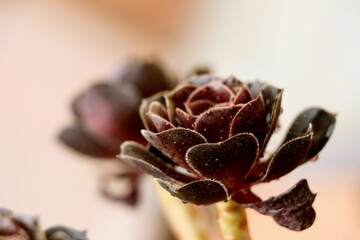 Dark-hued succulent plants display intricate details as they flourish in a natural setting. The gentle light highlights their texture and unique shape