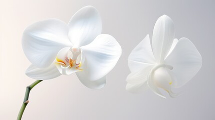 Obraz premium delicate white orchid background