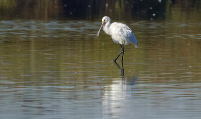 Spoonbill in shallow water, sunny day at the lake, spoonbill with broad beak and white plumage, large bird with large beak and long legs