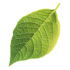 Obraz premium Leaf Anatomy Diagram, detailed illustration of leaf structure, showcasing veins, chloroplasts, and cellular layers, transparent background for versatility