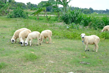 Sheep Grazing on Green Pasture in Rural Countryside with Lush Vegetation