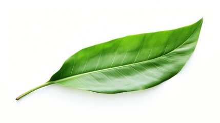 Obraz premium watercolor banana leaf painted