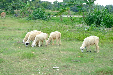 Fototapeta premium Grazing Sheep in a Lush Green Pasture with Scenic Background