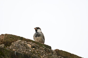 House sparrow. Its other name Passer domesticus and Indian House sparrow. This is a bird of...