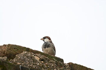 House sparrow. Its other name Passer domesticus and Indian House sparrow. This is a bird of...