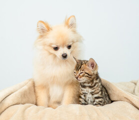 Cute Spitz puppy sitting with sleepy bengal kitten on a bed wrapped in cozy plaid